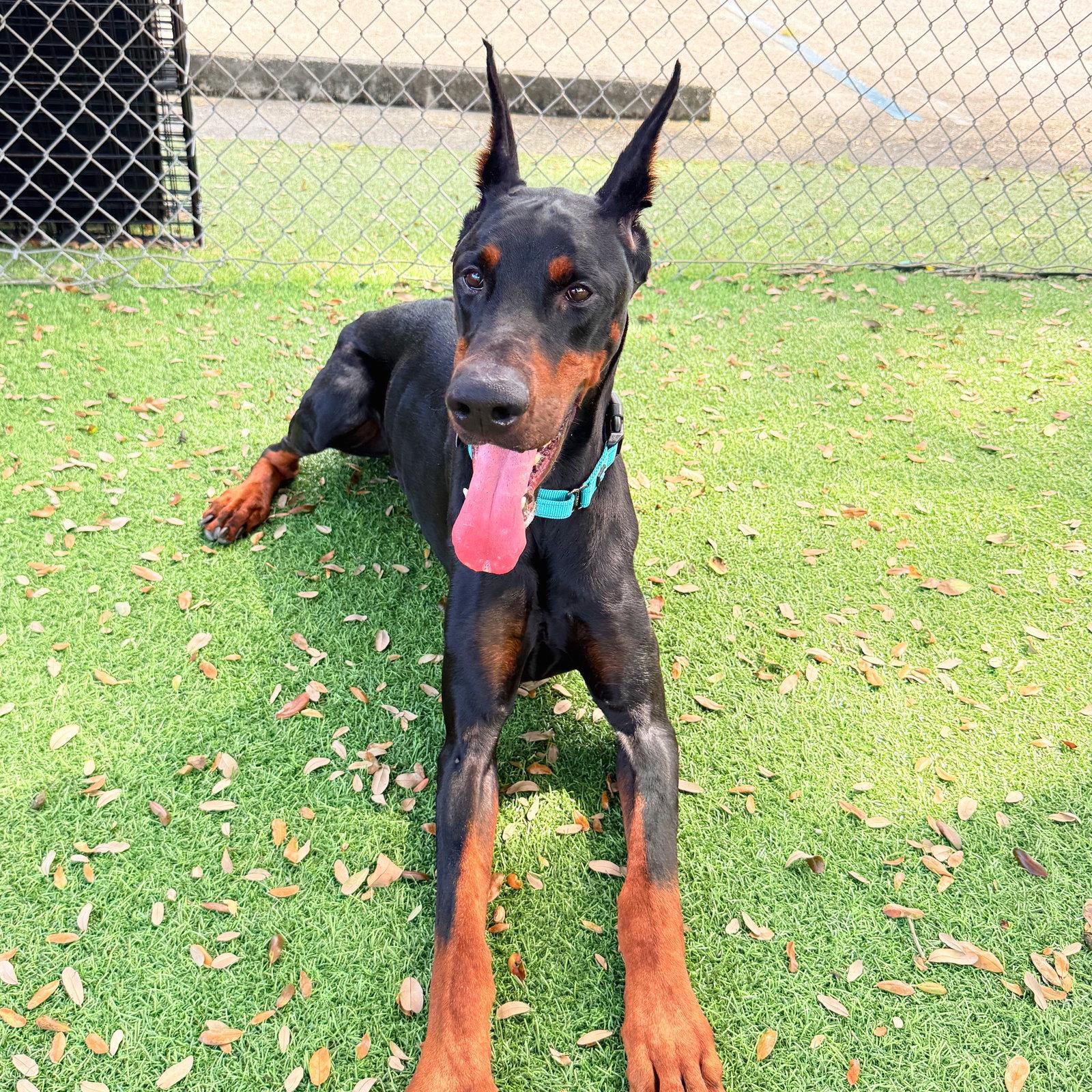 Enlarge Skade 3612, a Adopted Doberman Pinscher in Oakland Park, FL image 2/3