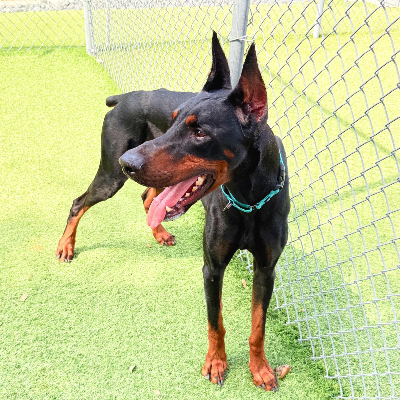 Enlarge Skade 3612, a Adopted Doberman Pinscher in Oakland Park, FL image 3/3