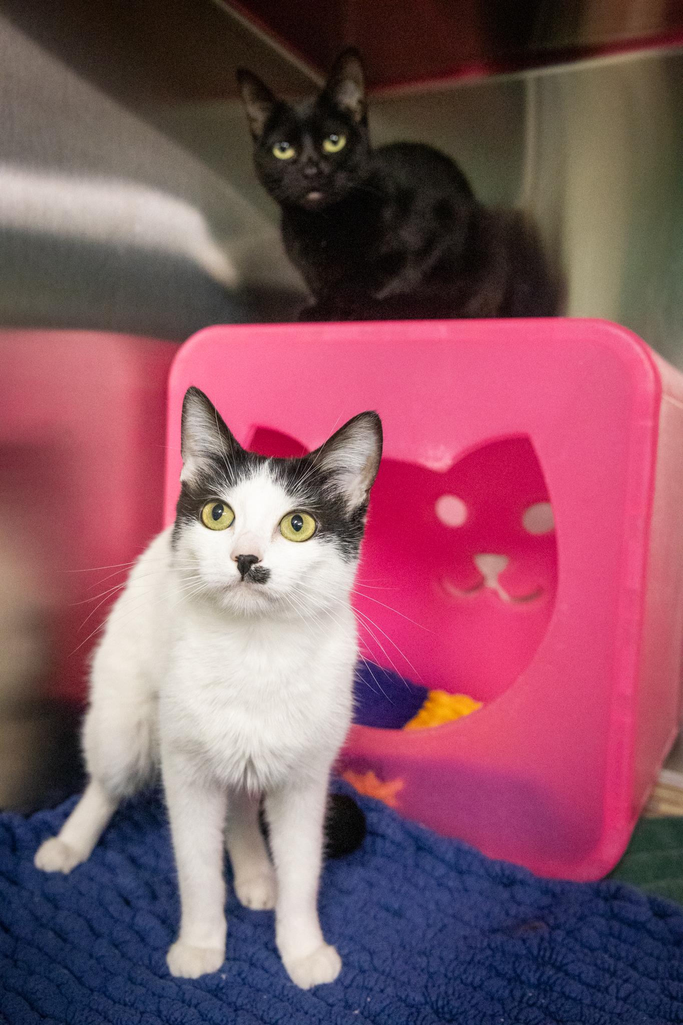 Money & Maze, a ADOPTABLE Domestic Short Hair in Hamilton, ON image 5/5
