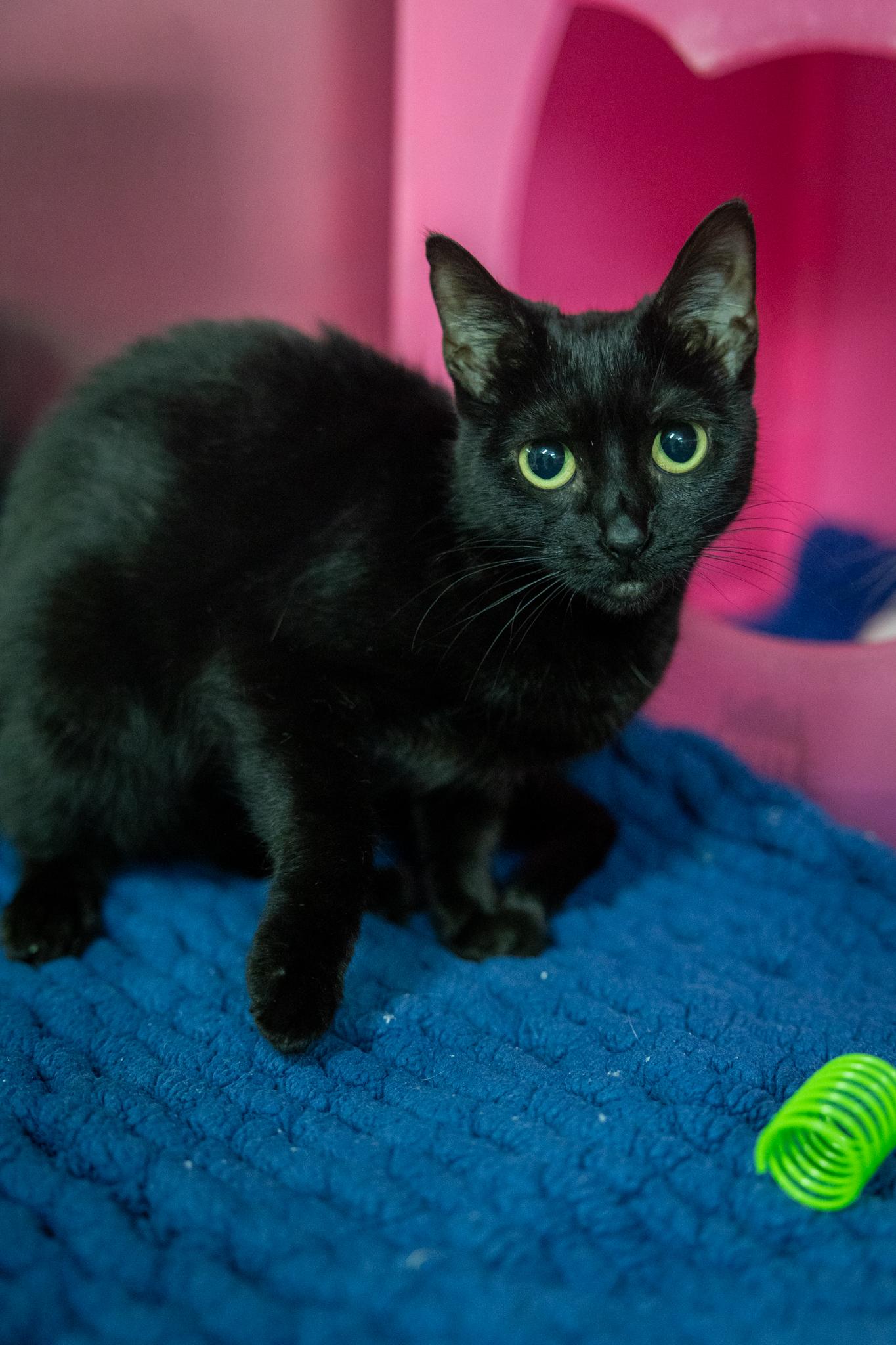Money & Maze, a ADOPTABLE Domestic Short Hair in Hamilton, ON image 4/5