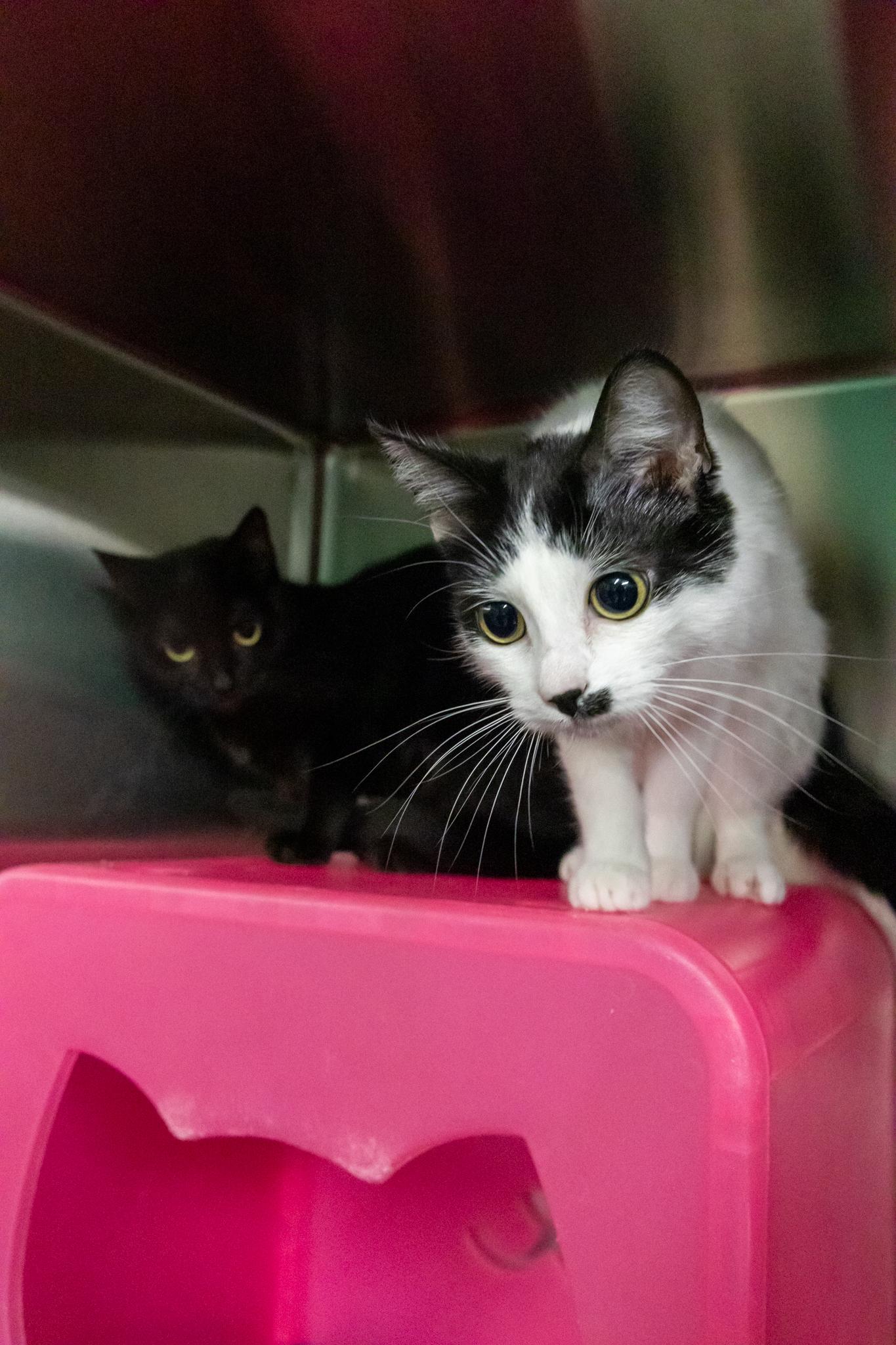 Money & Maze, a ADOPTABLE Domestic Short Hair in Hamilton, ON image 2/5