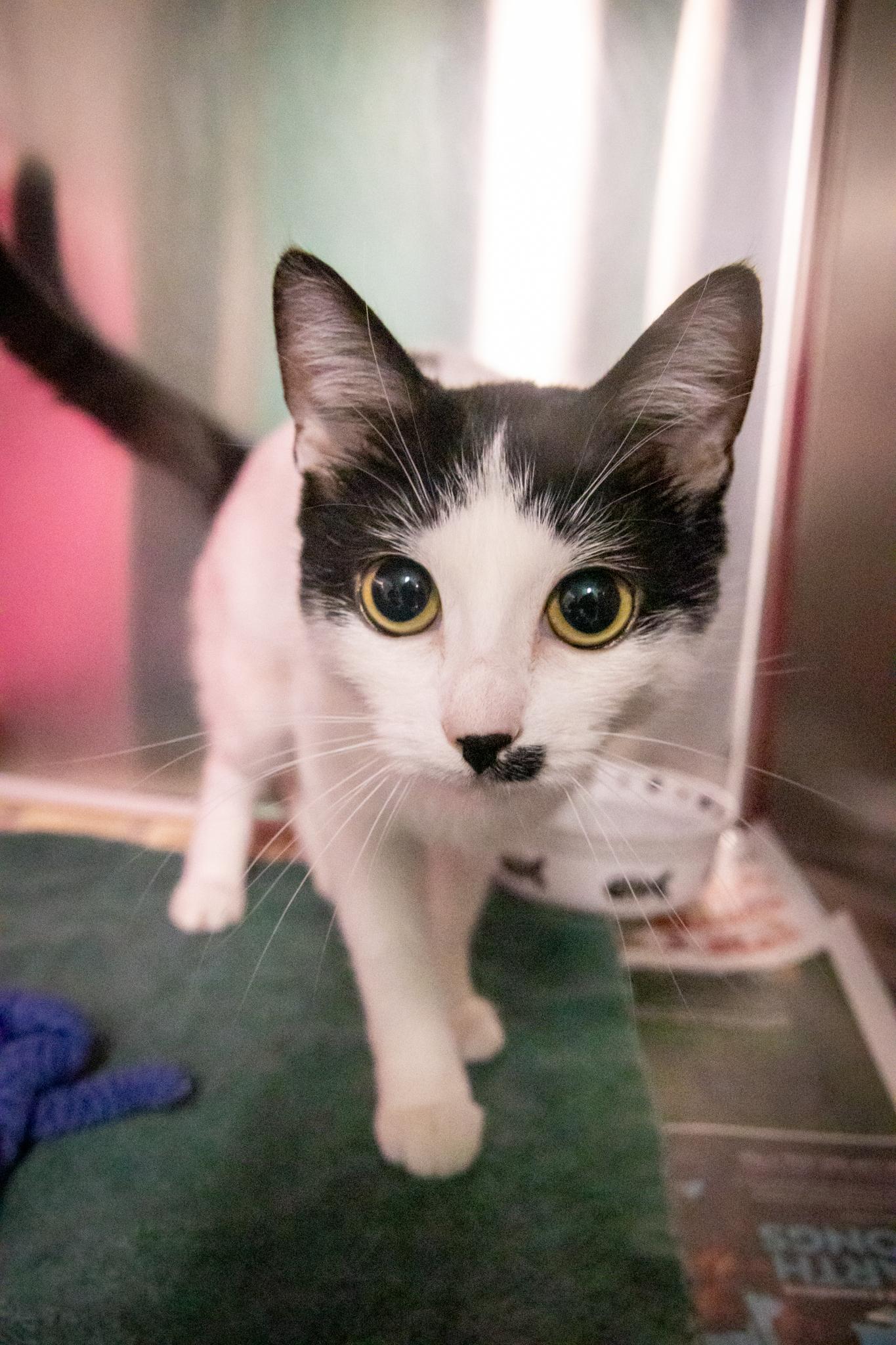 Money & Maze, a ADOPTABLE Domestic Short Hair in Hamilton, ON image 3/5