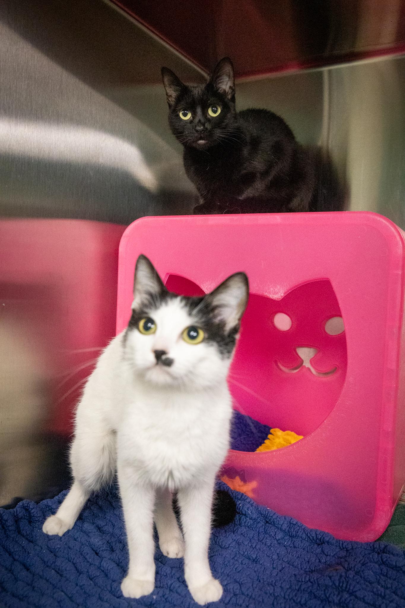 Money & Maze, a ADOPTABLE Domestic Short Hair in Hamilton, ON image 1/5