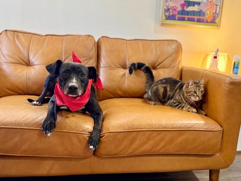 Gizmo Pint Sized Cuddle Buddy