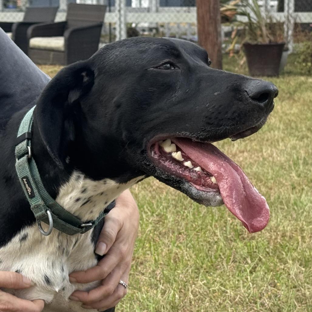Orion, Adoptable, Adult Male German Shorthaired Pointer.