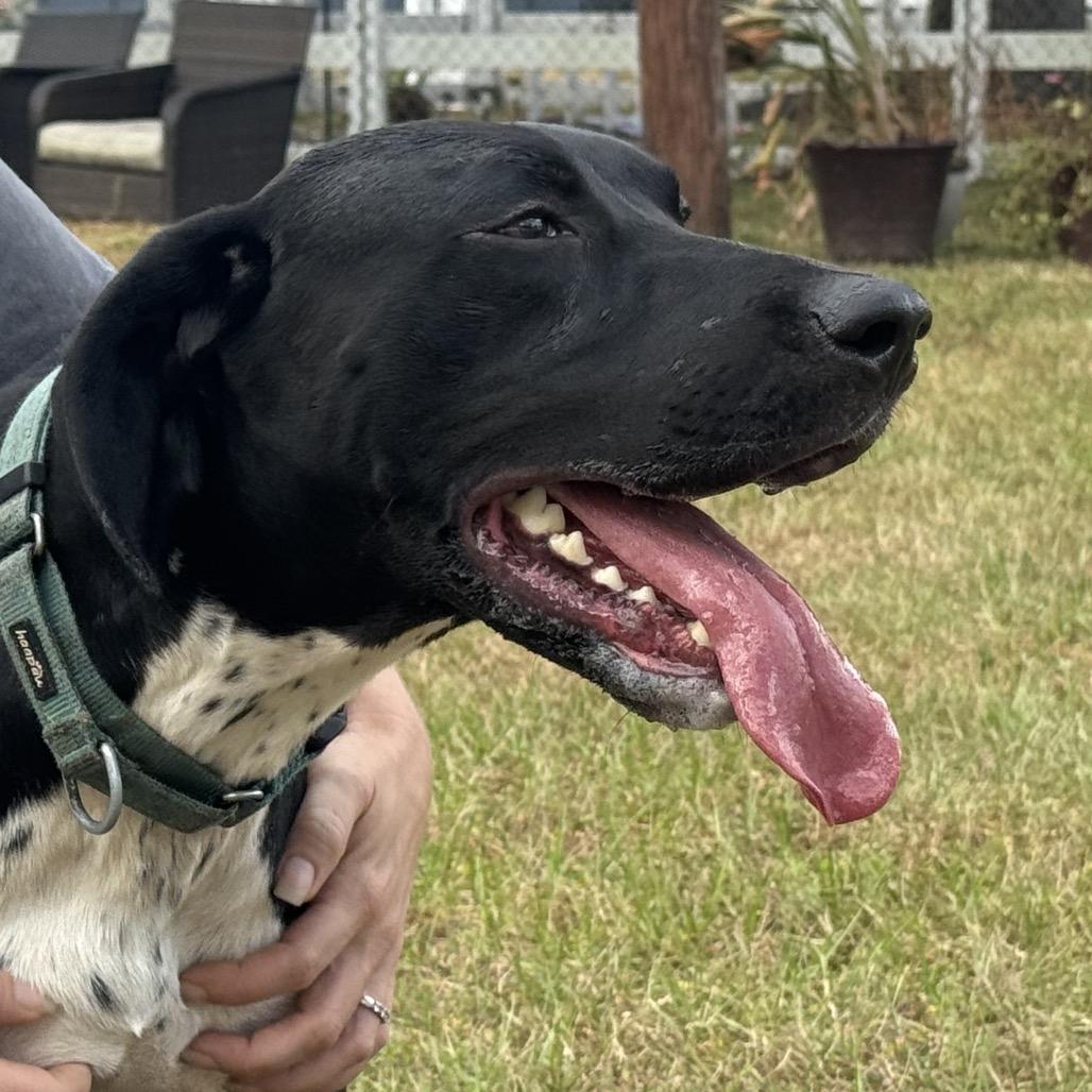 Orion, a Adoptable German Shorthaired Pointer in Sarasota, FL image 1/6