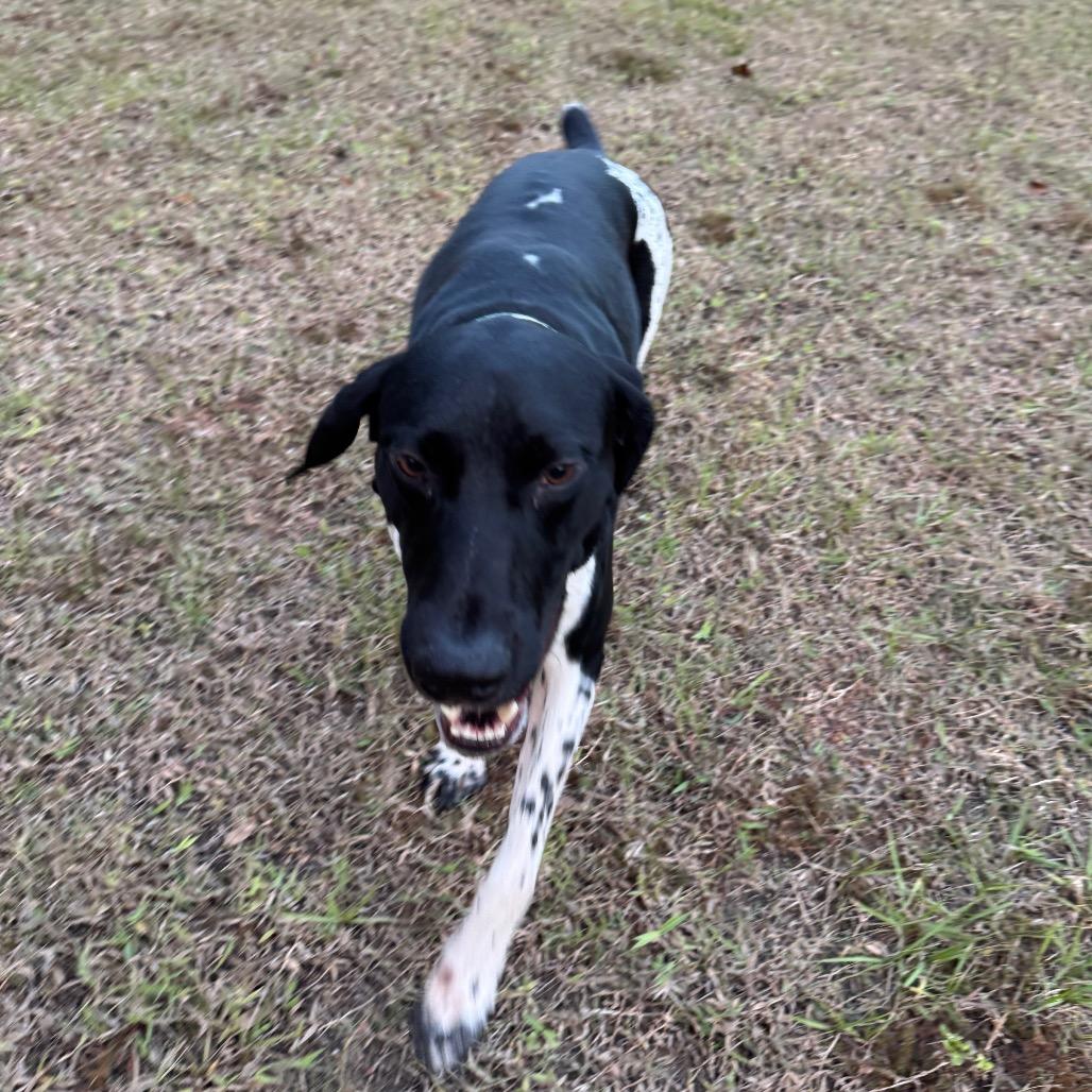 Orion, a Adoptable German Shorthaired Pointer in Sarasota, FL image 2/6