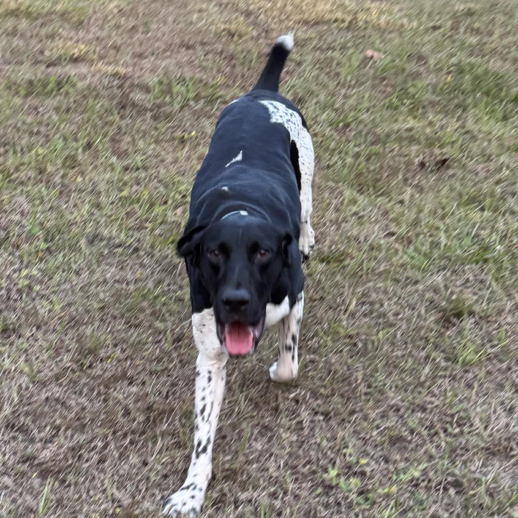 Orion, a Adoptable German Shorthaired Pointer in Sarasota, FL image 3/6