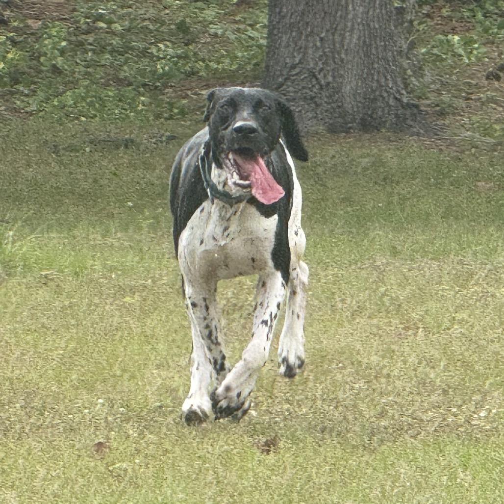 Orion, a Adoptable German Shorthaired Pointer in Sarasota, FL image 4/6
