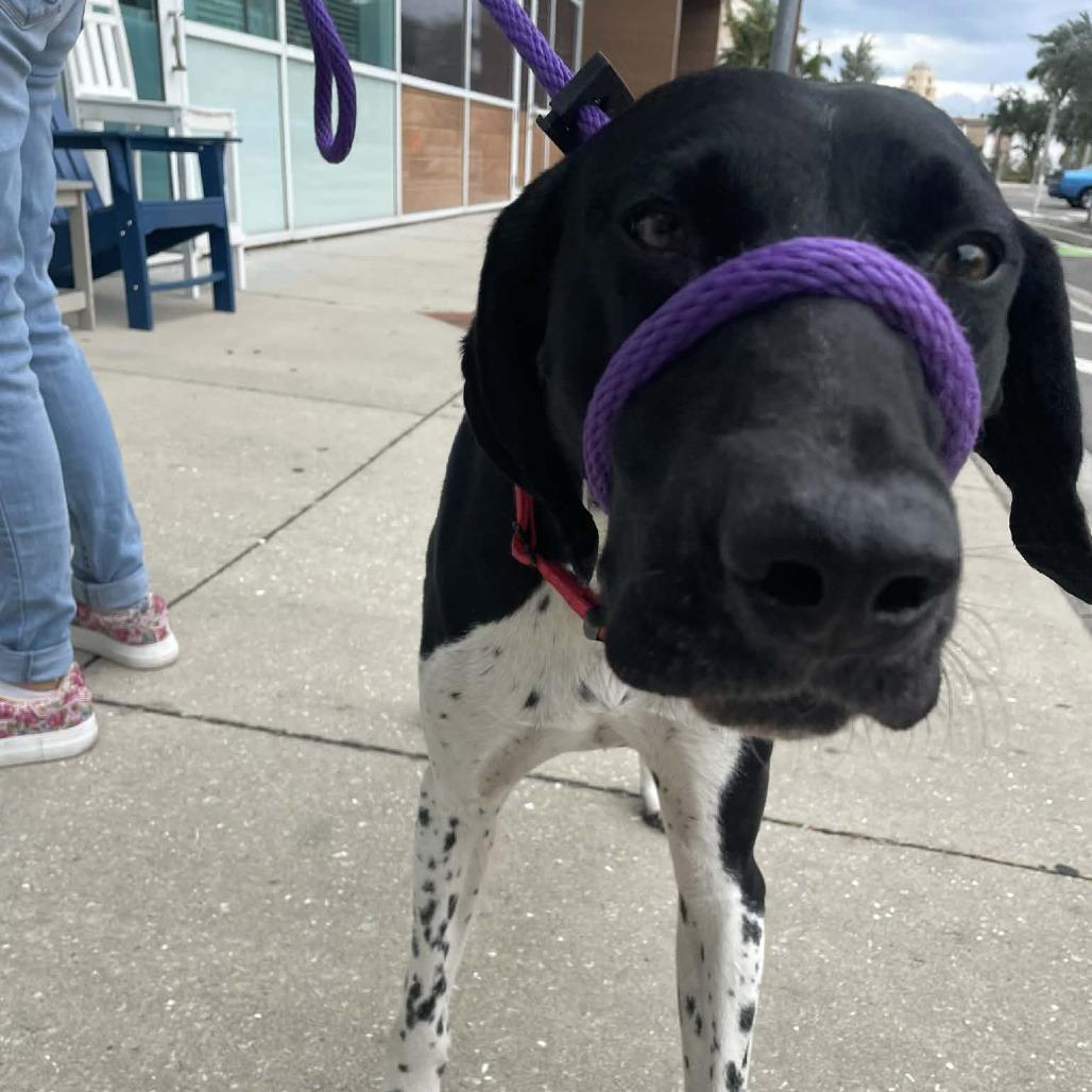 Orion, a Adoptable German Shorthaired Pointer in Sarasota, FL image 5/6