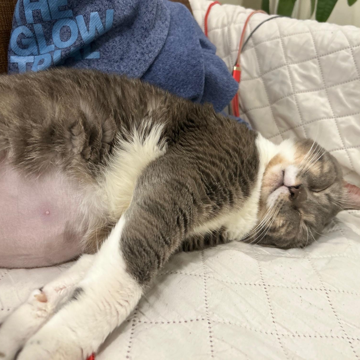 Enlarge Socks, an adopted Domestic Short Hair in Worcester, MA image 2/6