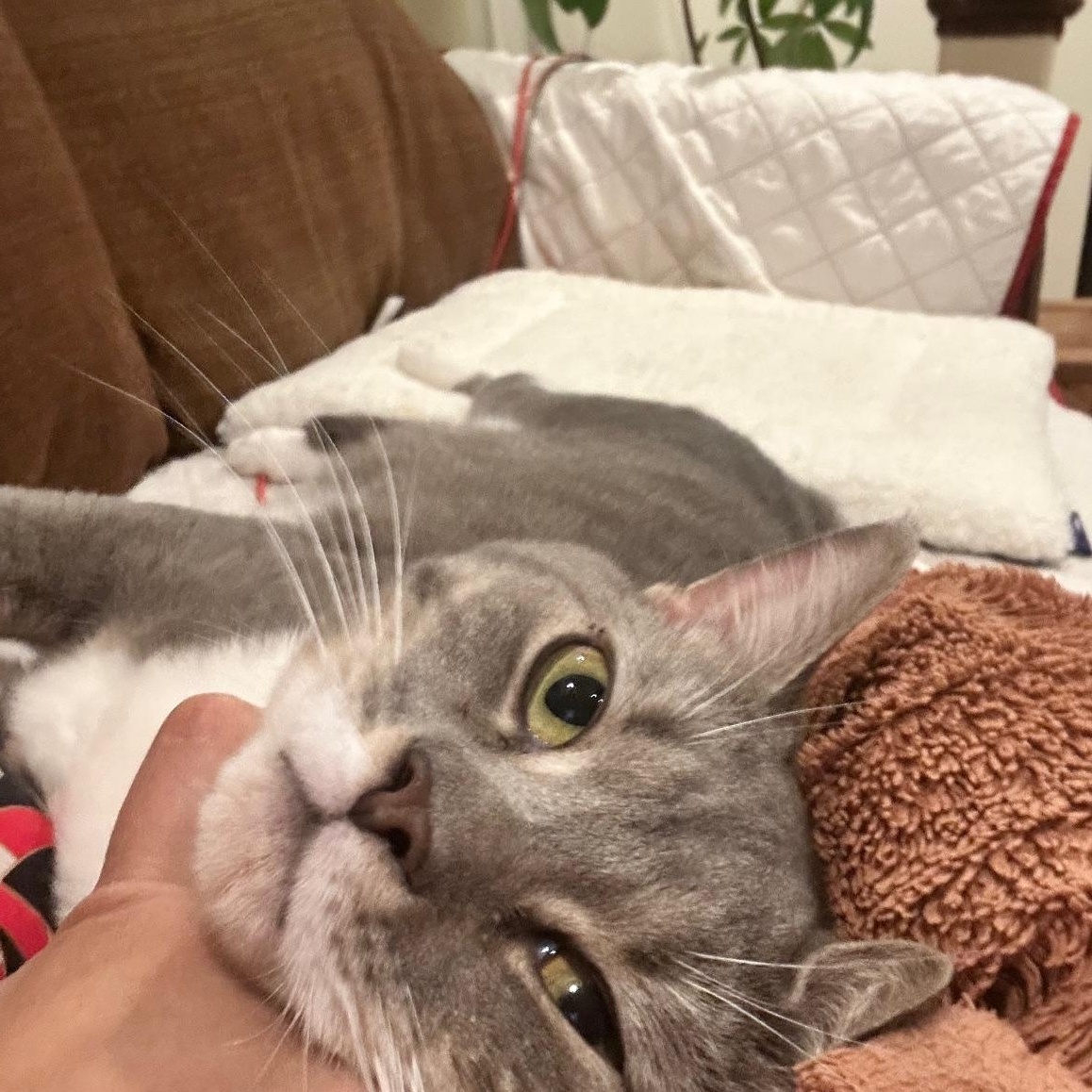 Enlarge Socks, an adopted Domestic Short Hair in Worcester, MA image 3/6