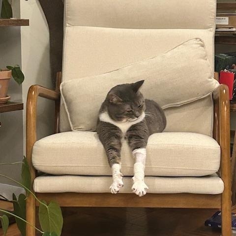 Enlarge Socks, an adopted Domestic Short Hair in Worcester, MA image 4/6