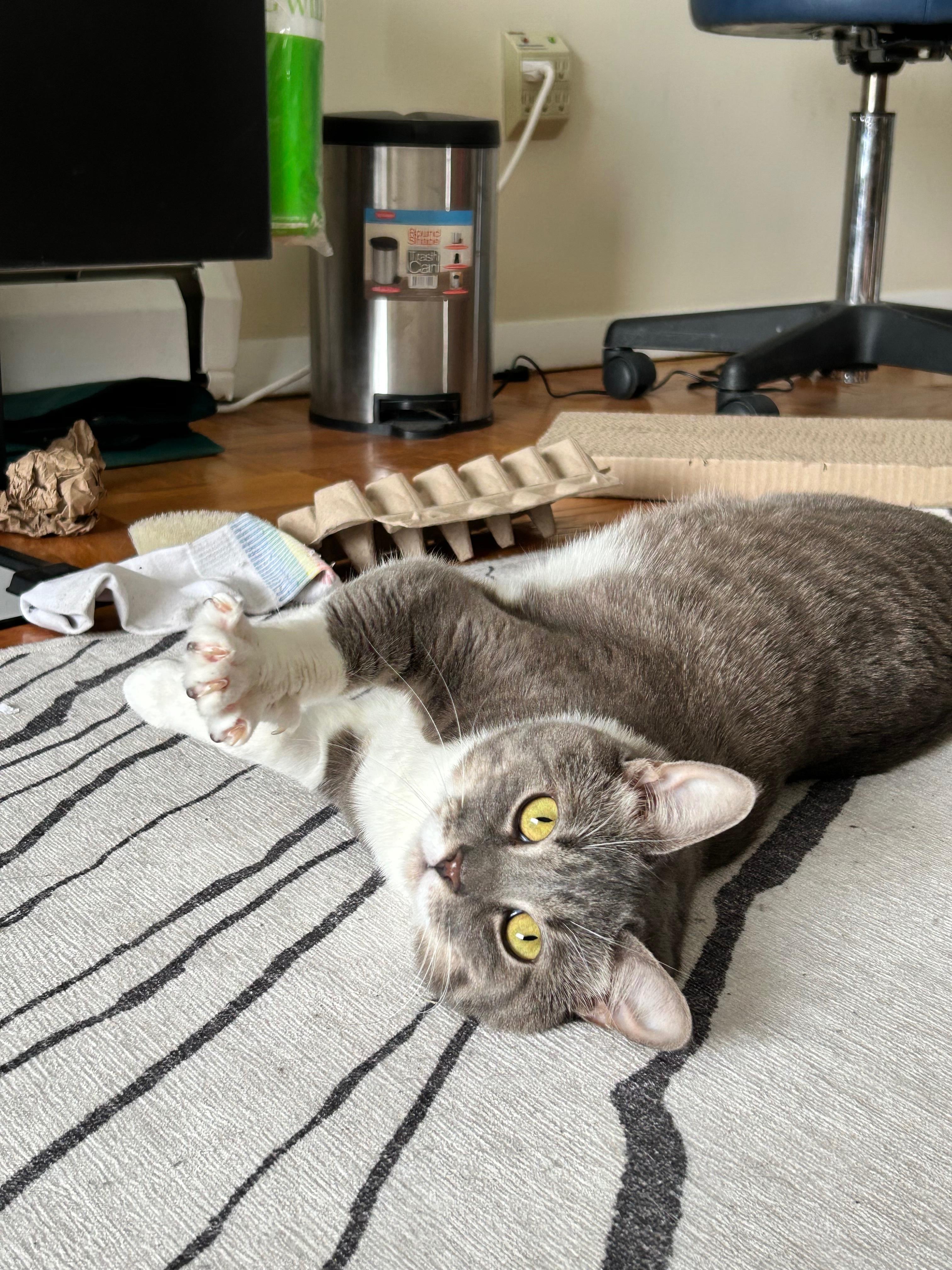 Enlarge Socks, an adopted Domestic Short Hair in Worcester, MA image 1/6