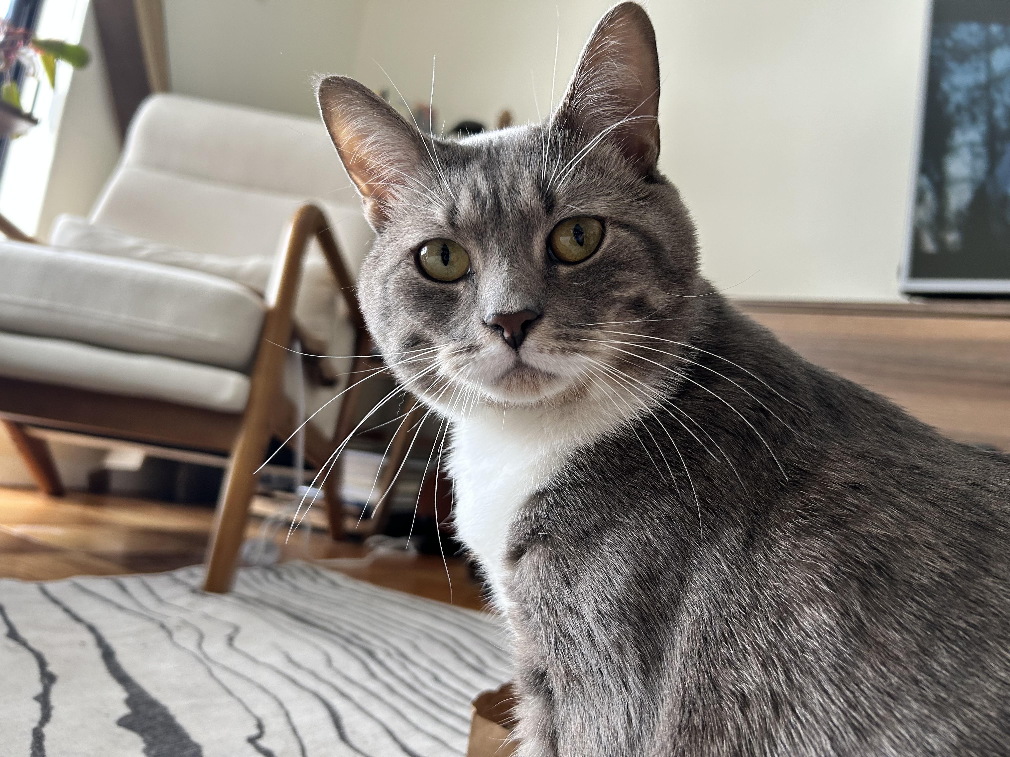 Enlarge Socks, an adopted Domestic Short Hair in Worcester, MA image 5/6