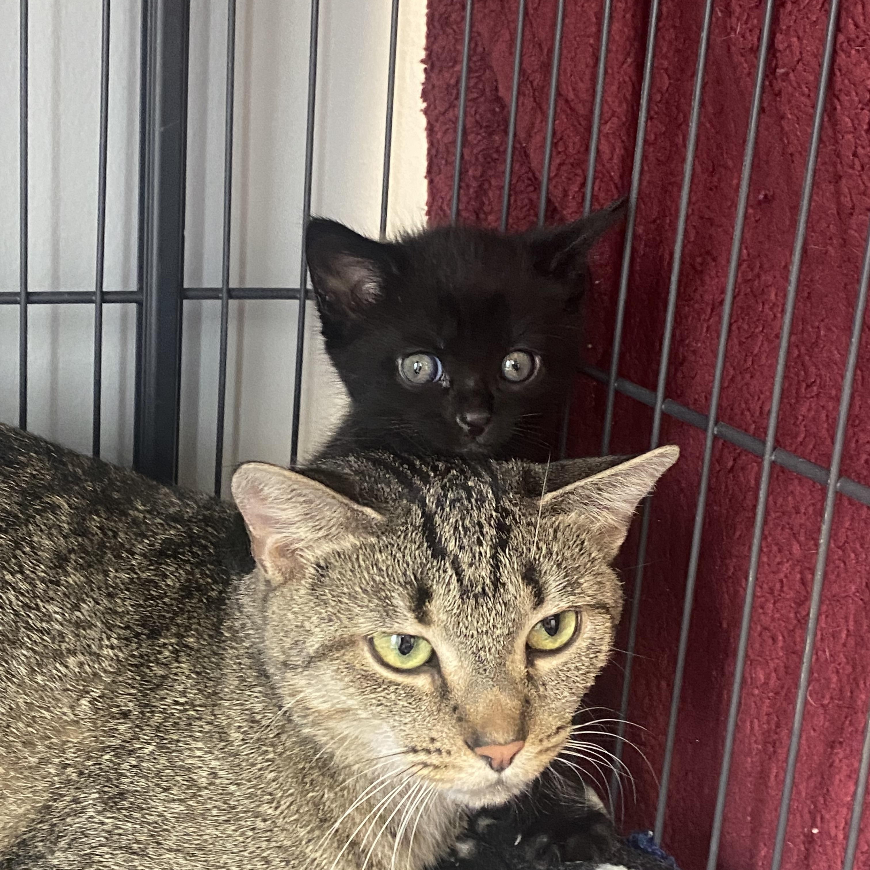 Enlarge Flossy, a ADOPTABLE Domestic Short Hair in Columbus, OH image 3/6