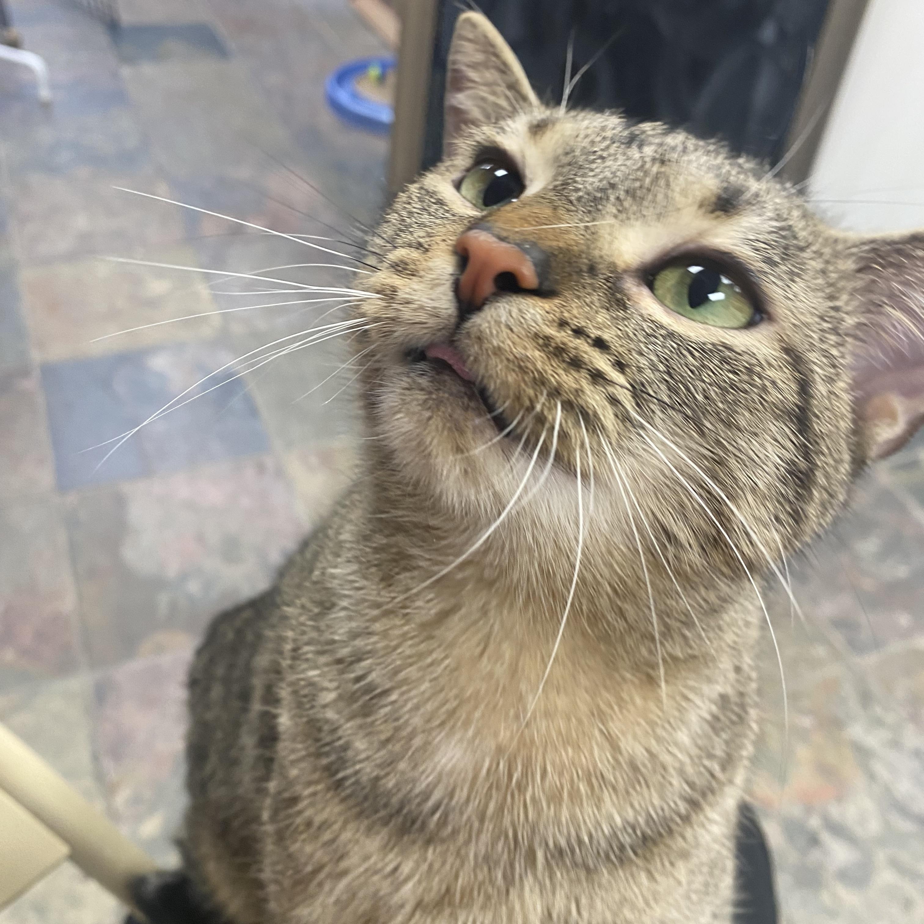 Enlarge Flossy, a ADOPTABLE Domestic Short Hair in Columbus, OH image 5/6