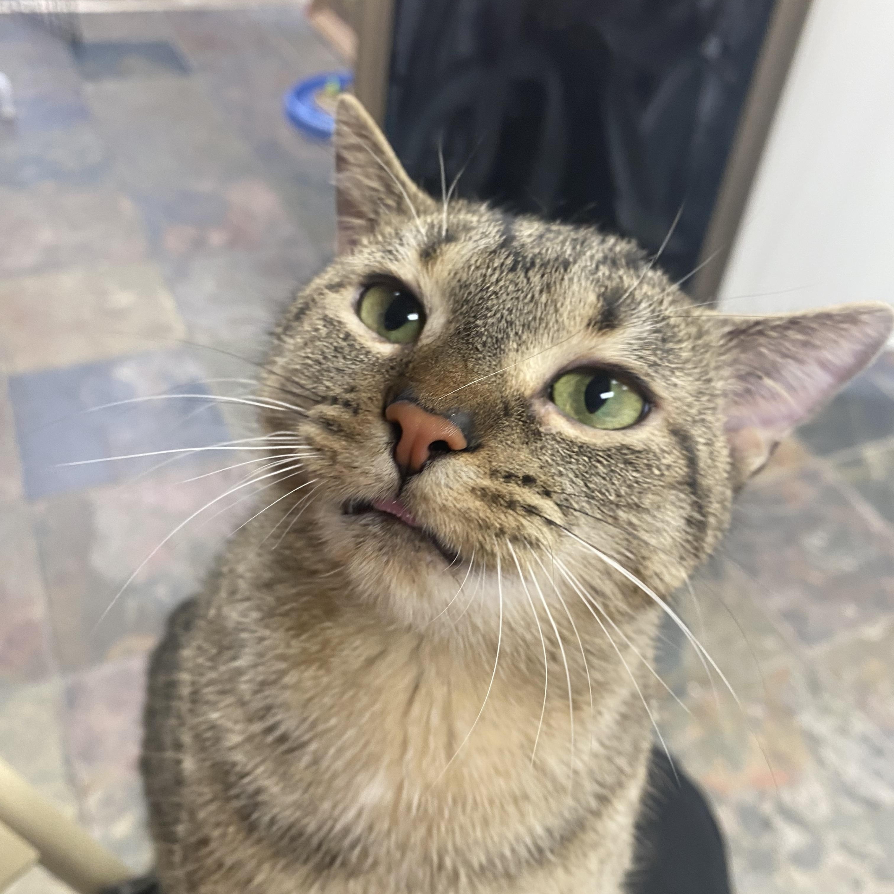 Enlarge Flossy, a ADOPTABLE Domestic Short Hair in Columbus, OH image 1/6