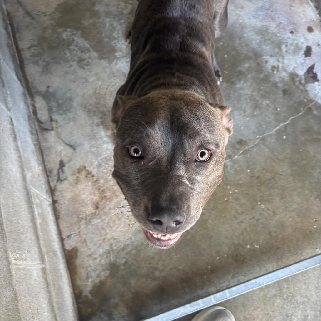 Enlarge Adele, a Adoptable Pit Bull Terrier in Brookfield, MO image 1/1