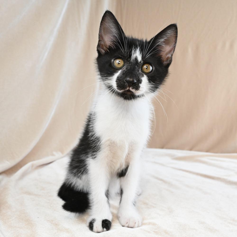 Cookie, Adoptable, Kitten Female Domestic Short Hair.