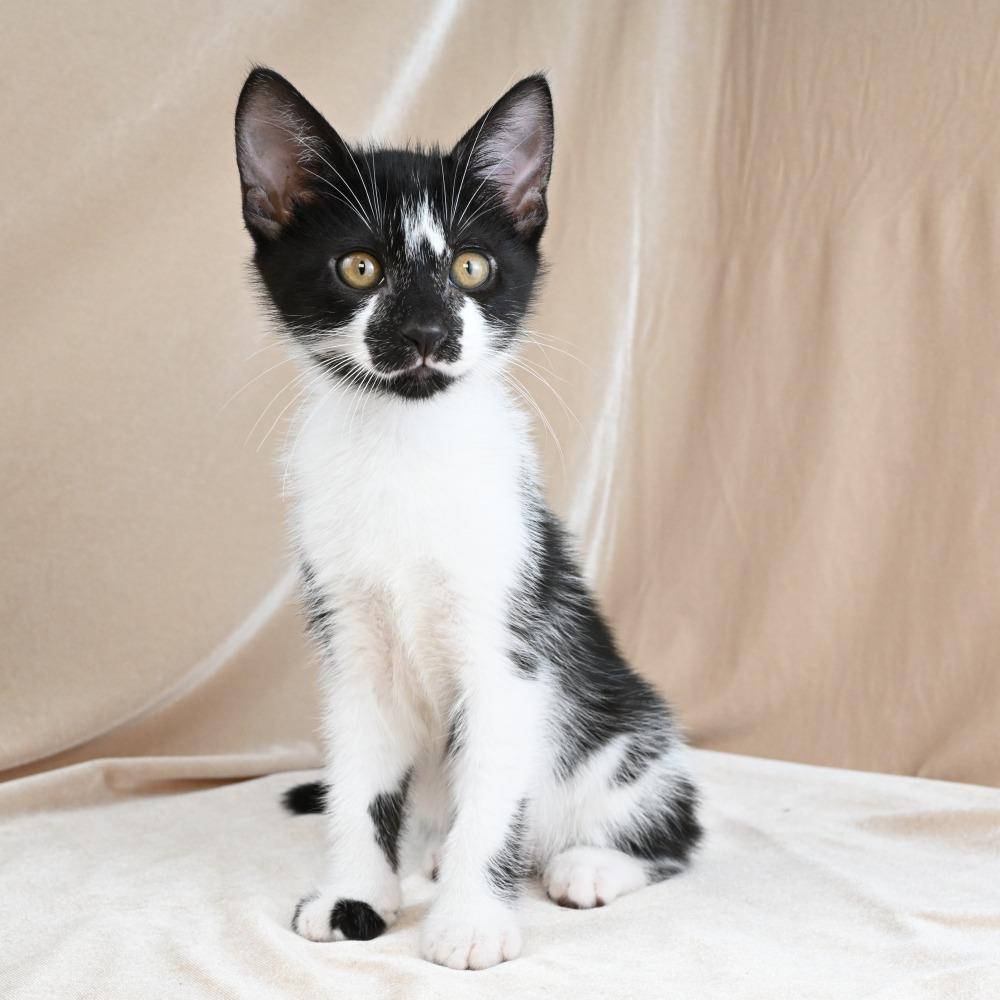 Cookie, a Adoptable Domestic Short Hair in Mobile, AL image 2/6