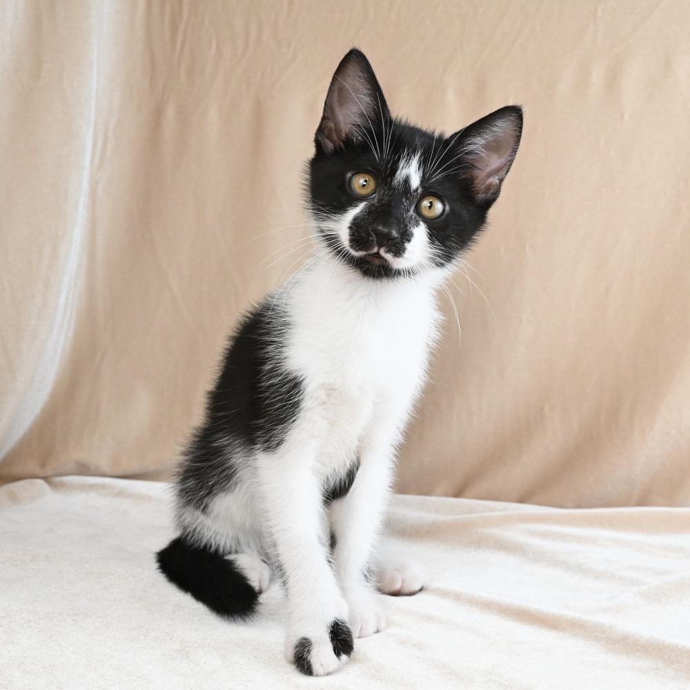 Cookie, a Adoptable Domestic Short Hair in Mobile, AL image 3/6