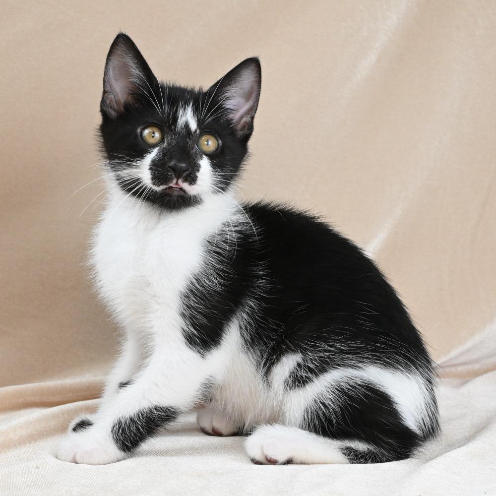 Cookie, a Adoptable Domestic Short Hair in Mobile, AL image 4/6