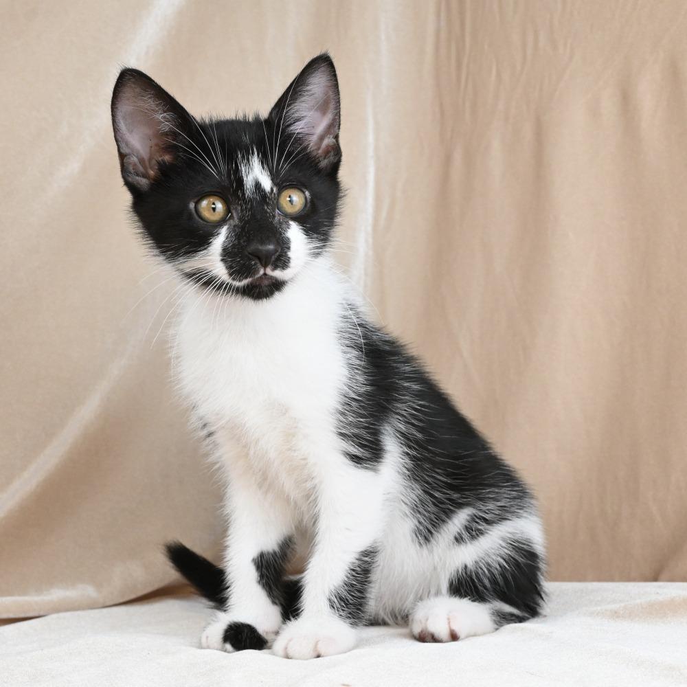 Cookie, a Adoptable Domestic Short Hair in Mobile, AL image 5/6