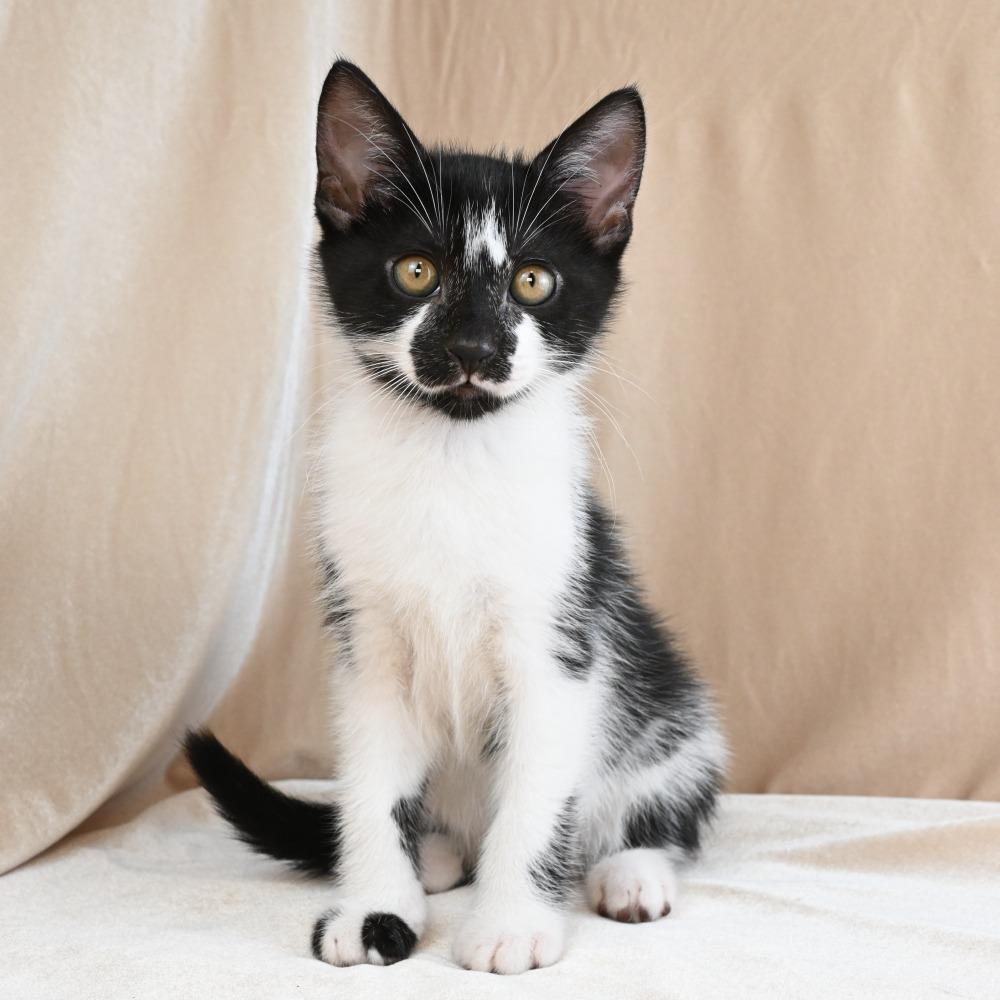 Cookie, a Adoptable Domestic Short Hair in Mobile, AL image 6/6