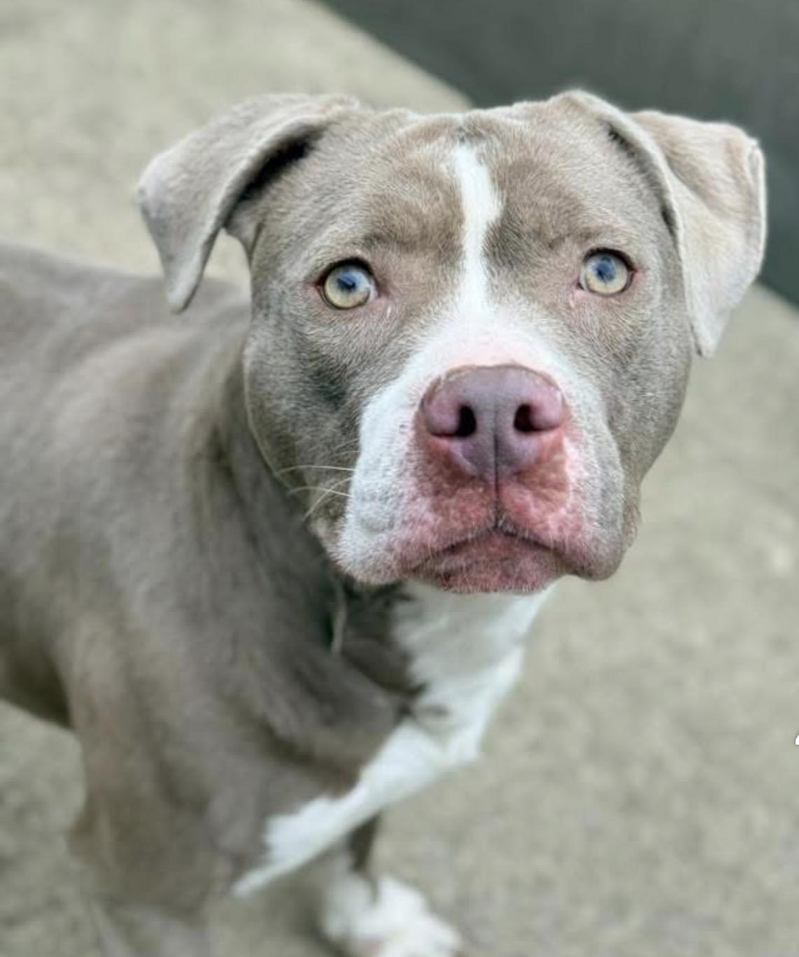 Enlarge Springy, an adopted Pit Bull Terrier in Chicago, IL image 2/4