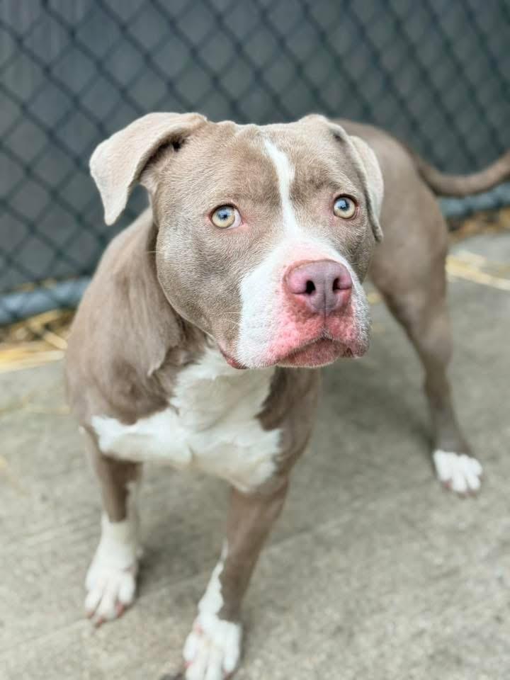 Enlarge Springy, an adopted Pit Bull Terrier in Chicago, IL image 3/4