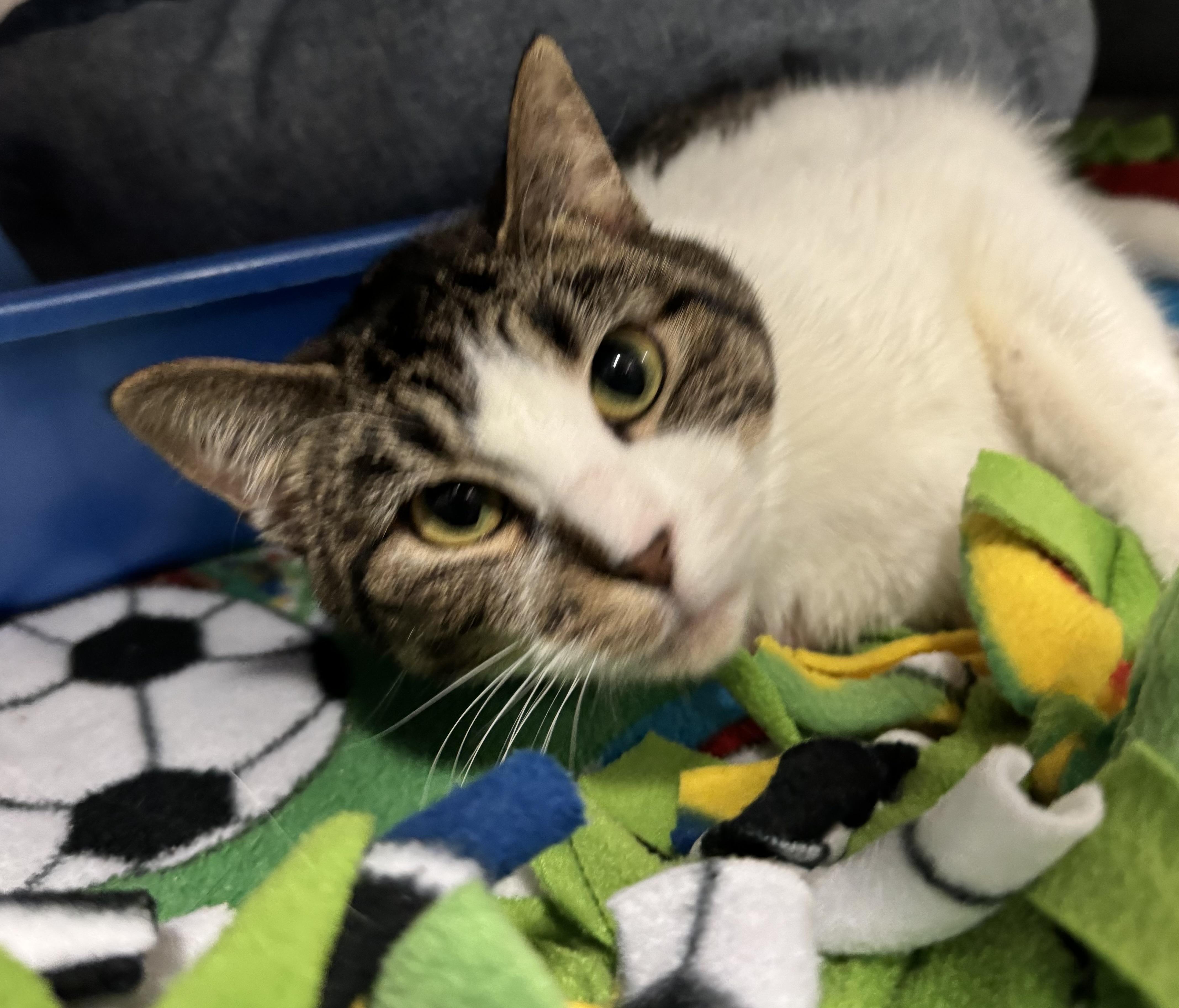 Enlarge Sadie Mae , a ADOPTABLE Domestic Short Hair in Blair, NE image 2/6