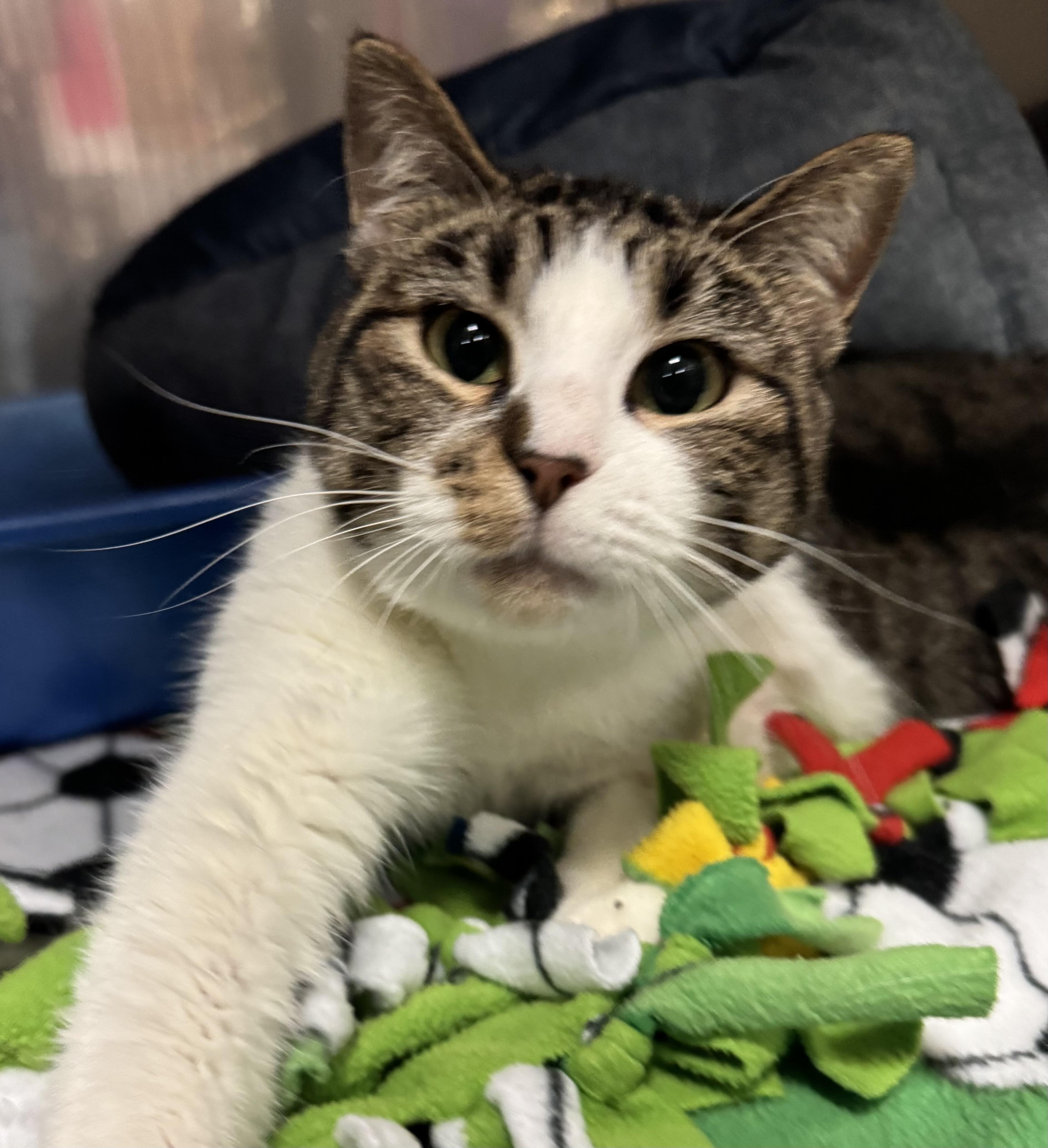 Enlarge Sadie Mae , a ADOPTABLE Domestic Short Hair in Blair, NE image 6/6