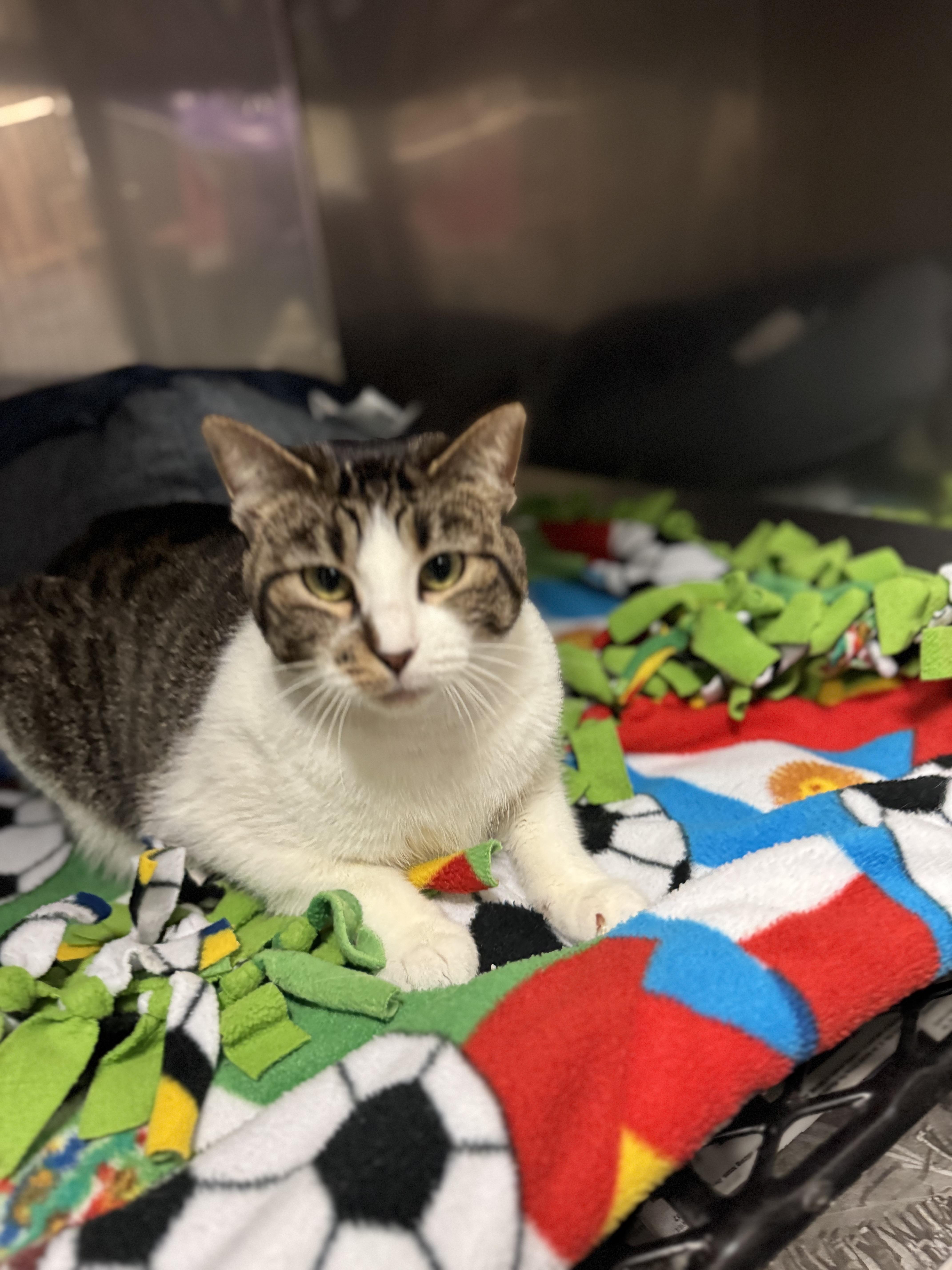 Enlarge Sadie Mae , a ADOPTABLE Domestic Short Hair in Blair, NE image 4/6