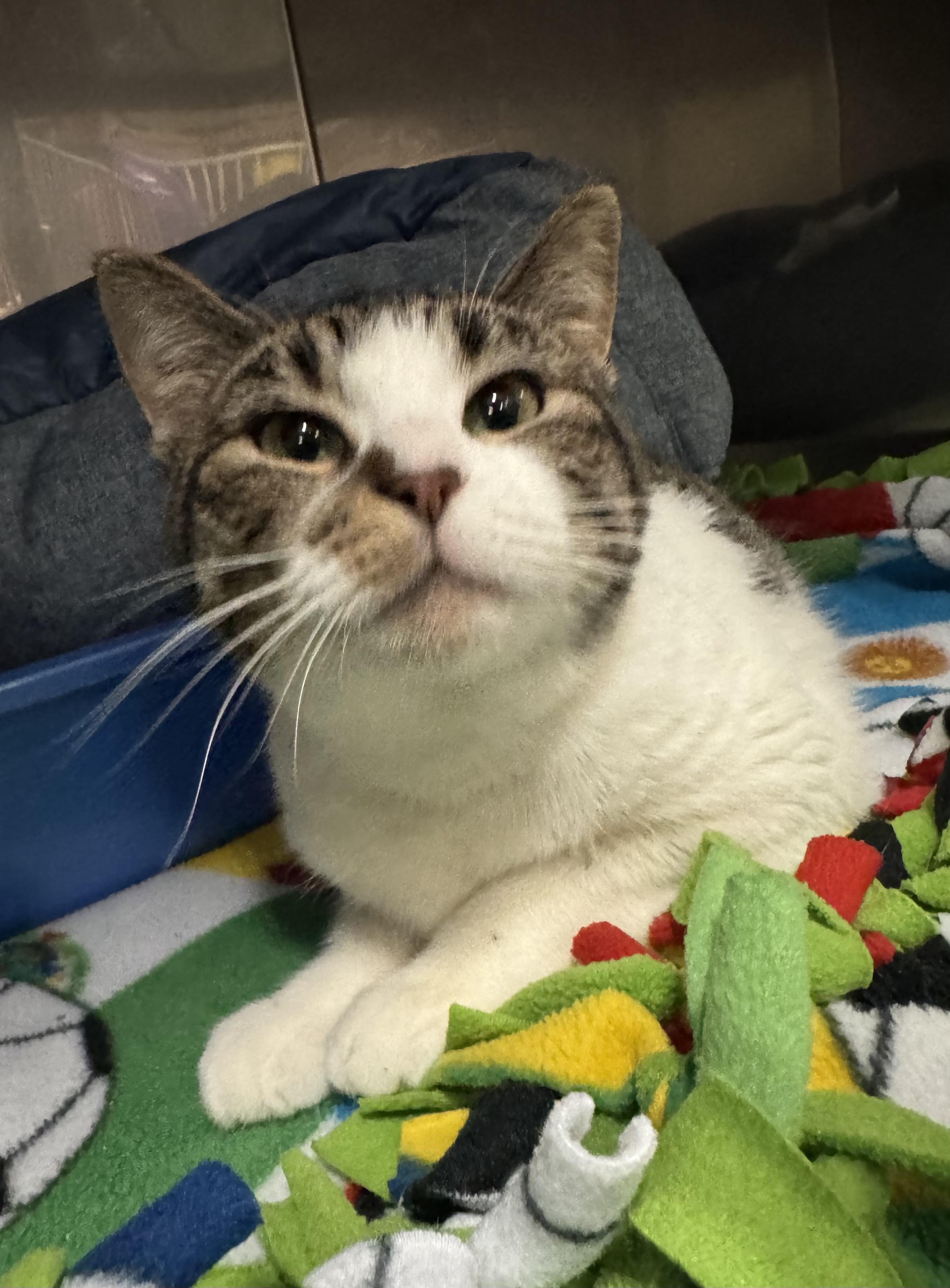 Enlarge Sadie Mae , a ADOPTABLE Domestic Short Hair in Blair, NE image 5/6