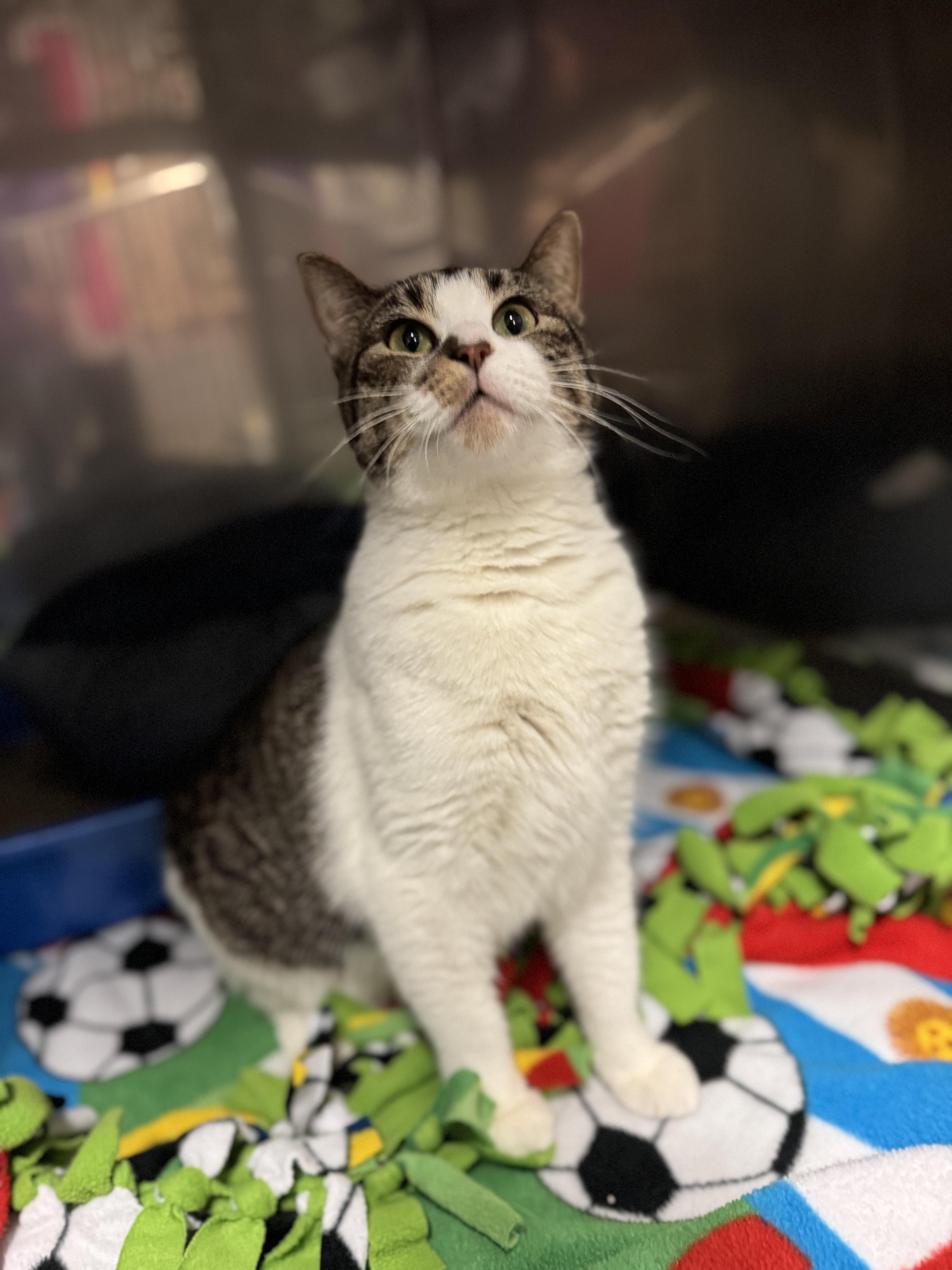Enlarge Sadie Mae , a ADOPTABLE Domestic Short Hair in Blair, NE image 1/6
