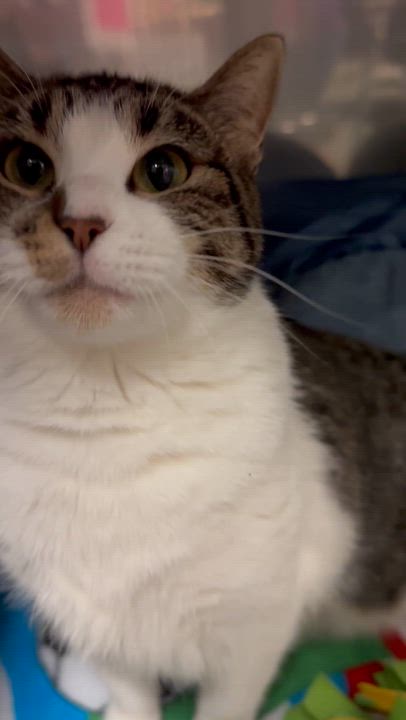 Enlarge Sadie Mae , a ADOPTABLE Domestic Short Hair in Blair, NE video 3/6