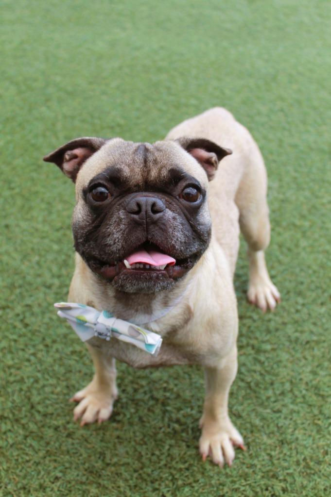 Emperor, Adoptable, Young Male Pug & French Bulldog.