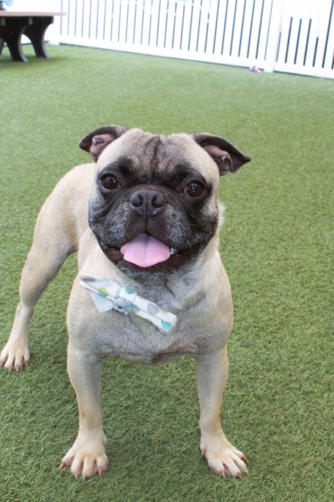 Enlarge Emperor, a Adoptable mixed breed in Gardena, CA image 2/6
