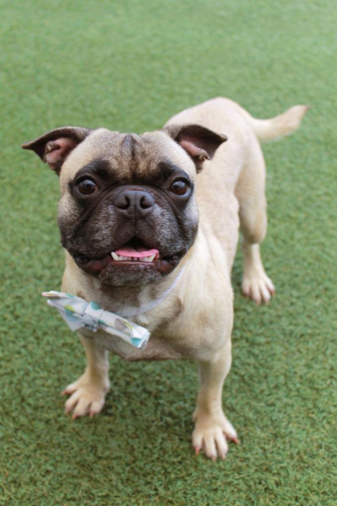 Enlarge Emperor, a Adoptable mixed breed in Gardena, CA image 3/6