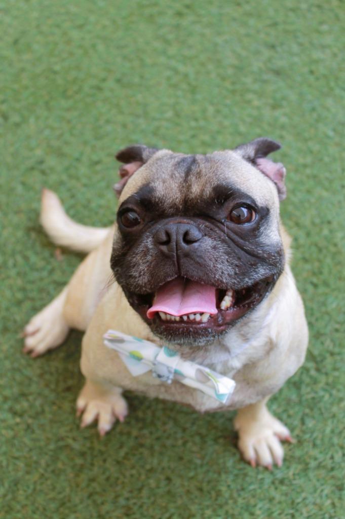 Enlarge Emperor, a Adoptable mixed breed in Gardena, CA image 4/6