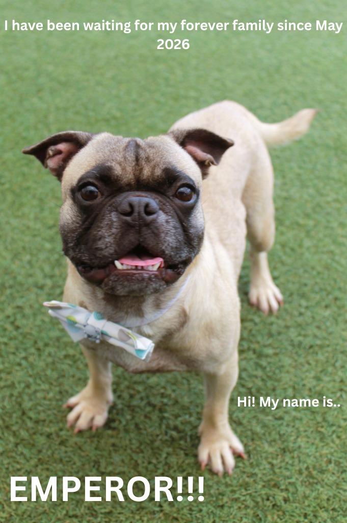 Enlarge Emperor, a Adoptable mixed breed in Gardena, CA image 5/6