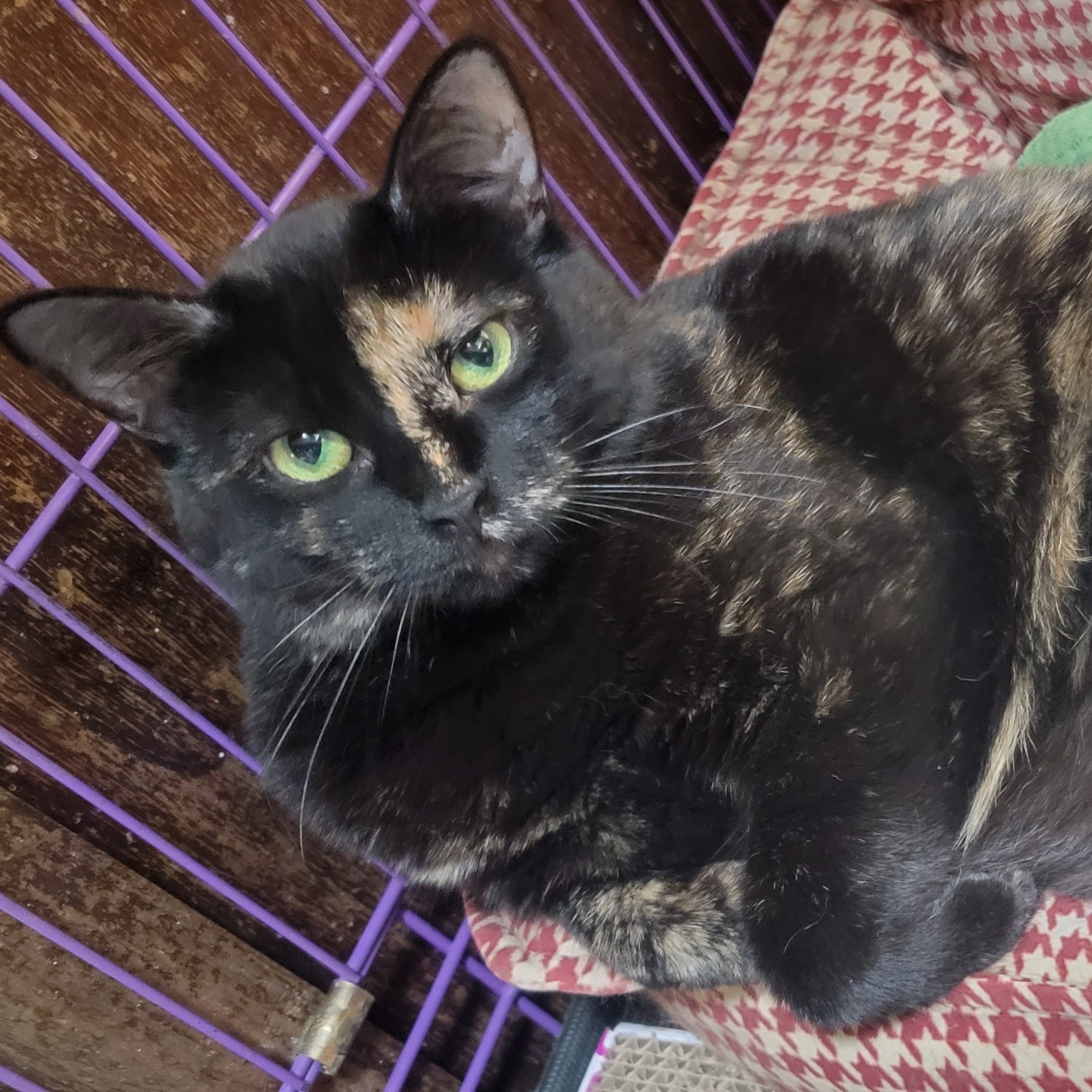 Enlarge Mazy, an adopted Domestic Short Hair in Anoka, MN image 2/5