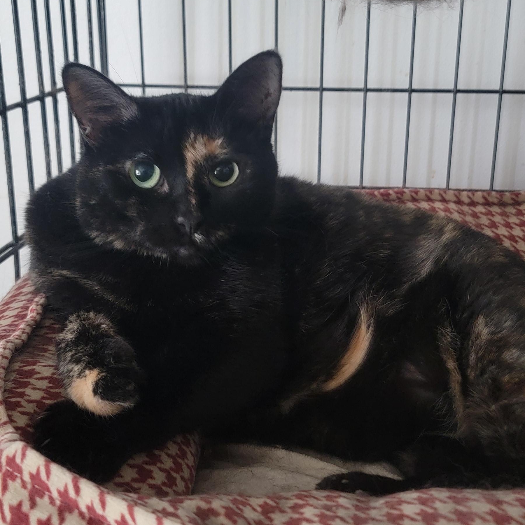 Mazy, adopted, Adult Female Domestic Short Hair.