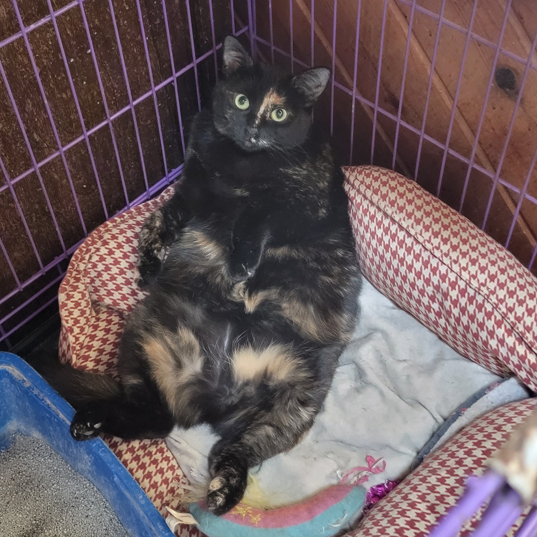 Enlarge Mazy, an adopted Domestic Short Hair in Anoka, MN image 3/5