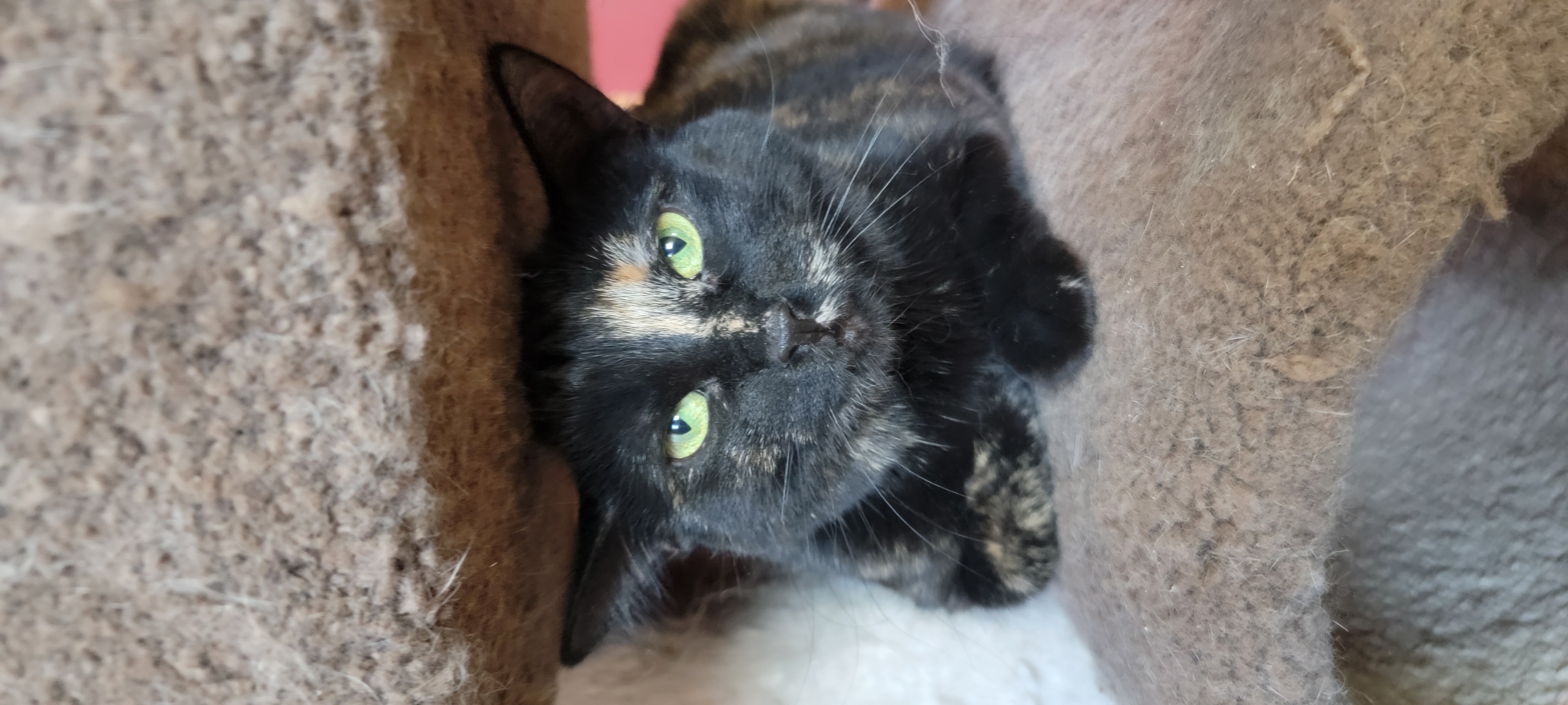 Enlarge Mazy, an adopted Domestic Short Hair in Anoka, MN image 4/5