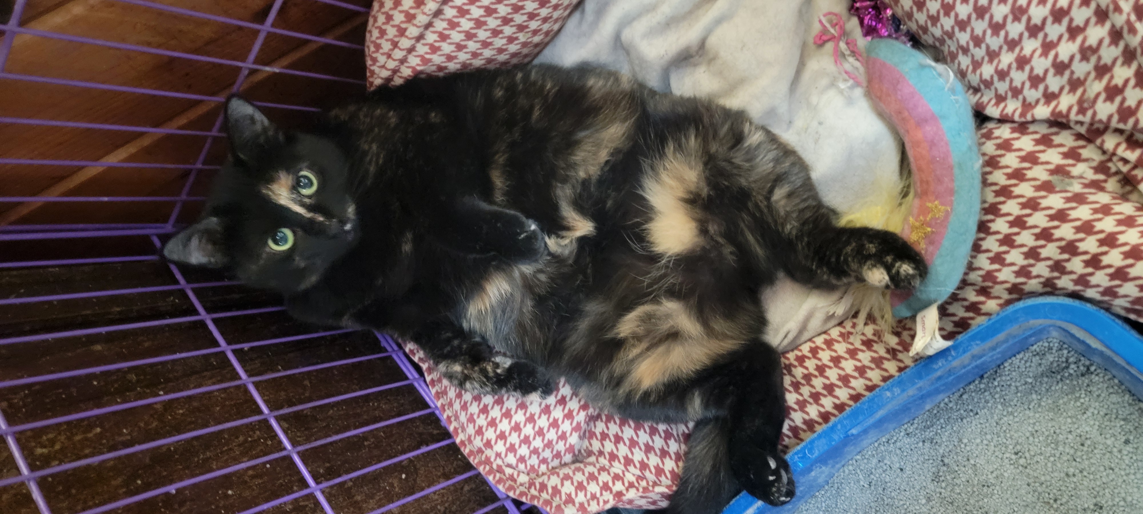 Enlarge Mazy, an adopted Domestic Short Hair in Anoka, MN image 5/5