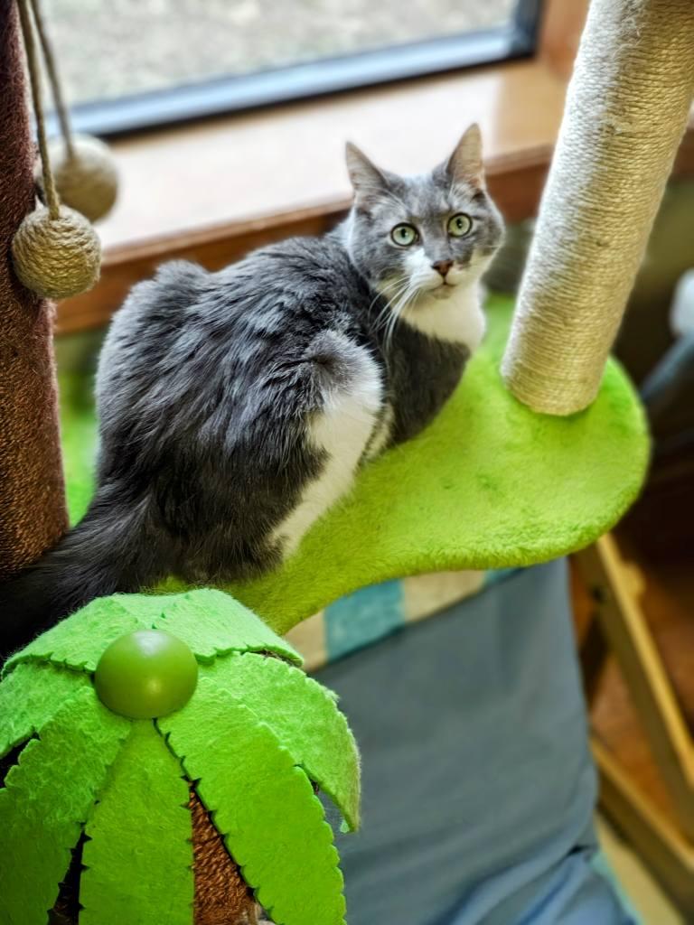 Enlarge Amos, a Adopted Domestic Short Hair in Bellaire, MI image 3/6