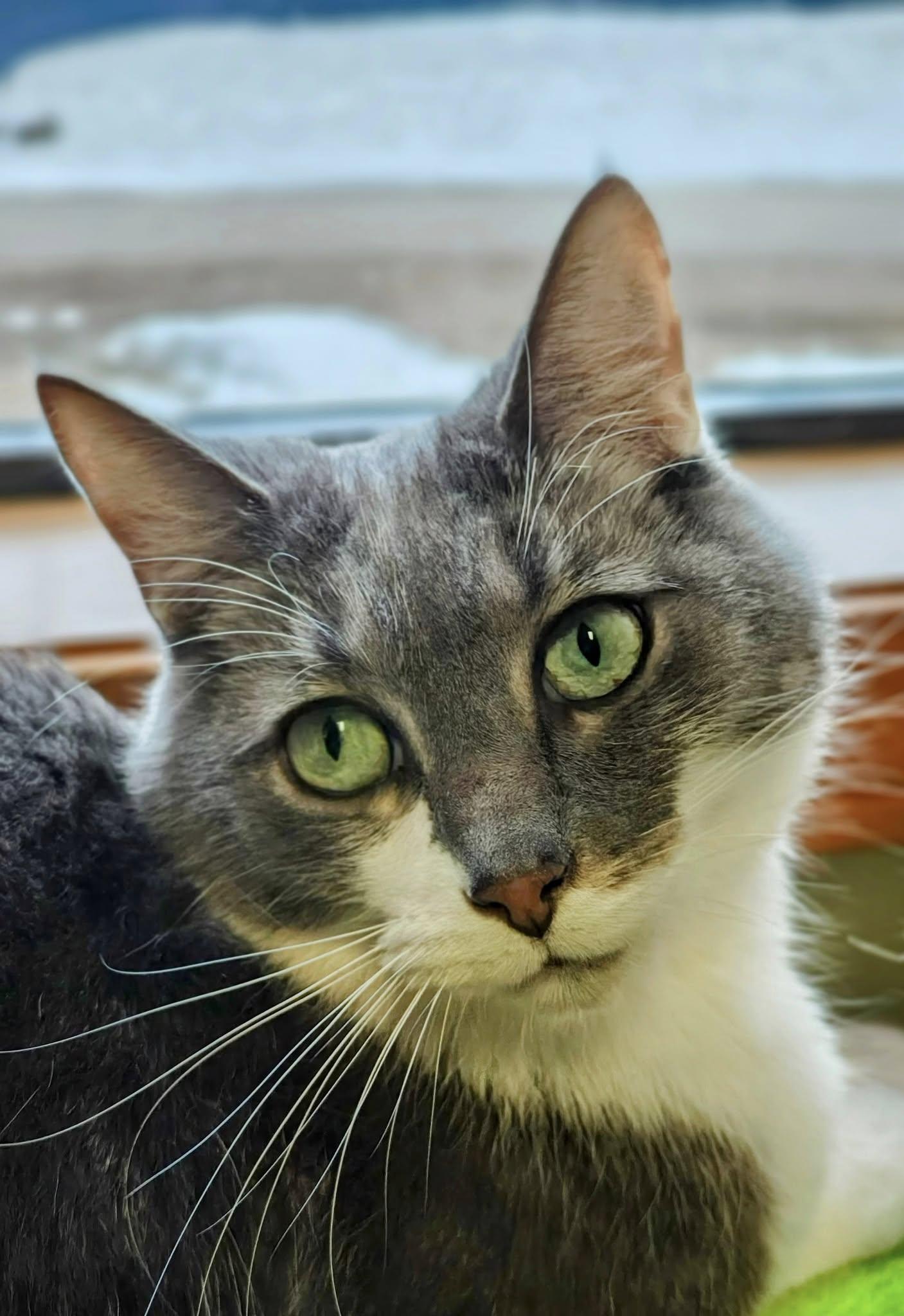 Enlarge Amos, a Adopted Domestic Short Hair in Bellaire, MI image 4/6