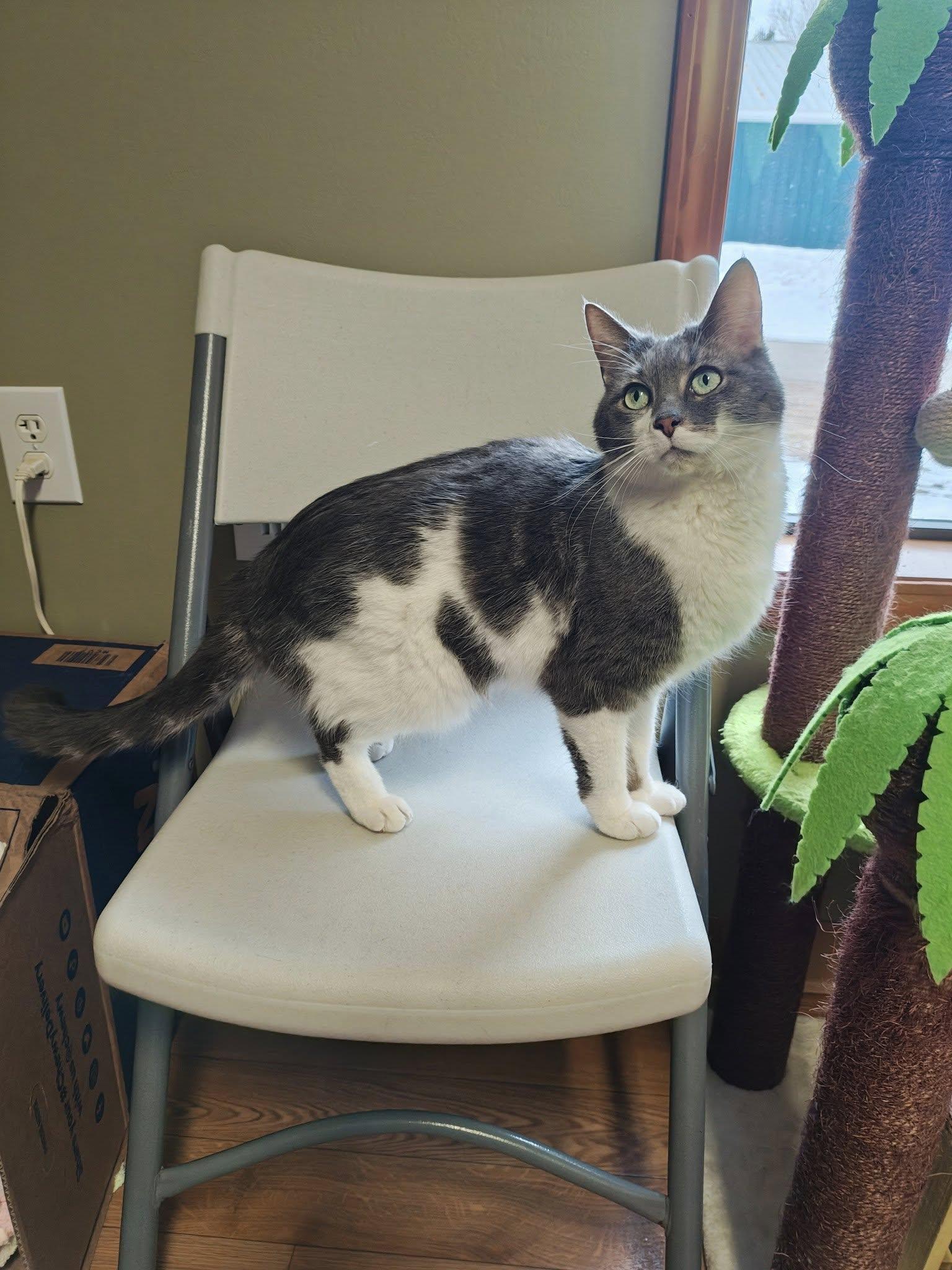 Enlarge Amos, a Adopted Domestic Short Hair in Bellaire, MI image 5/6